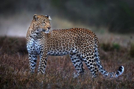 Leopard on the prowl