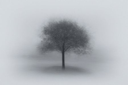 Tree in Fog