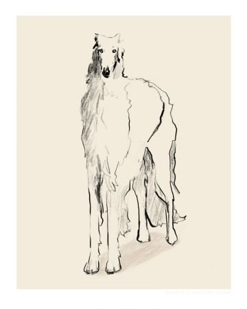 Borzoi Russian Wolfhound Pandc