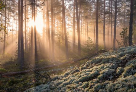 Fog in the forest with white moss in the forground