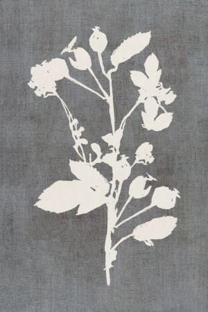 Botanical Illustration 6