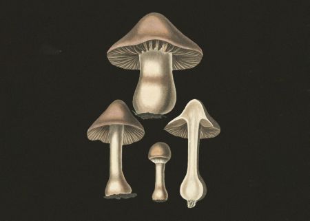 Agaricus Bulbosus  Dark Background