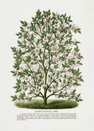 Hardy Magnolia Tree Lithograph