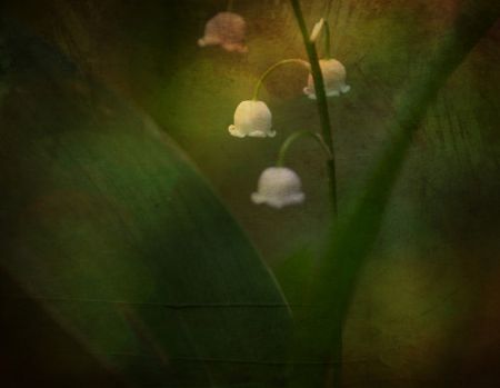 Dreaming of Spring - Lily of the valley