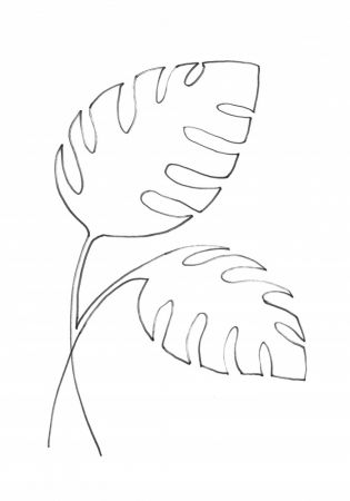 Monstera Lines