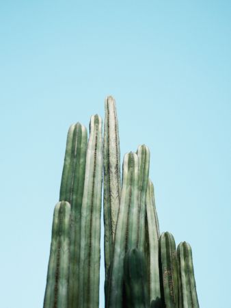 Cacti