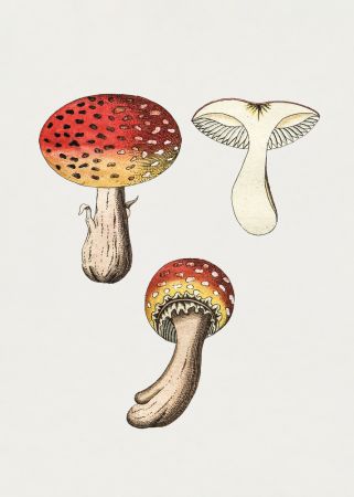 Hand Drawn Fly Agaric Mushroom