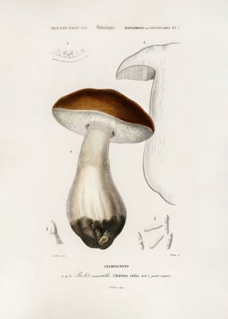 Penny Bun (boletus Edulis)