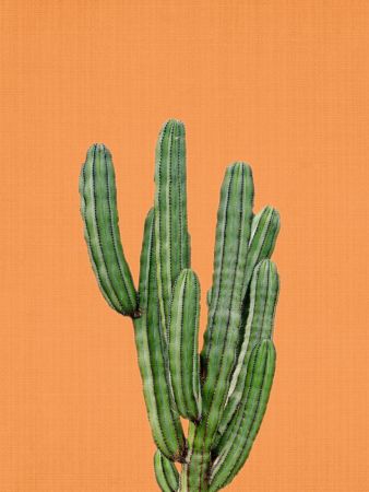 Orange Cactus