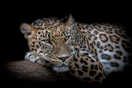 Leopard resting