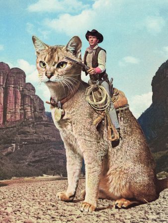 Cat Lone Ranger