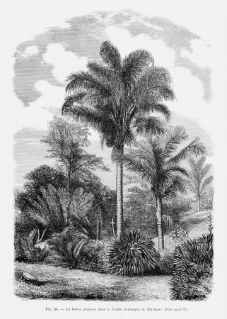 Vintage Palm Tree Drawing Vi