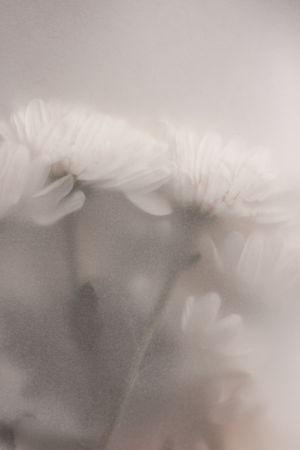 Blurred Flowers 2