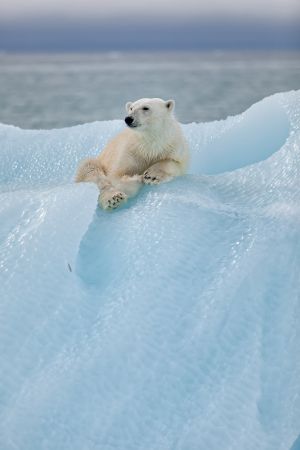 Relaxed polar bear