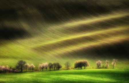Moravian Fields