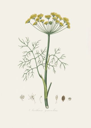 Dill (anethum Graveolens)  Medical Botany