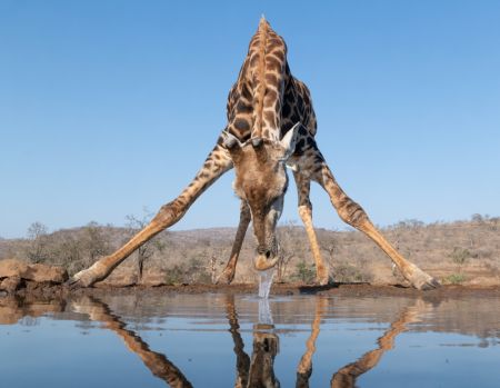 Giraffe drinking water