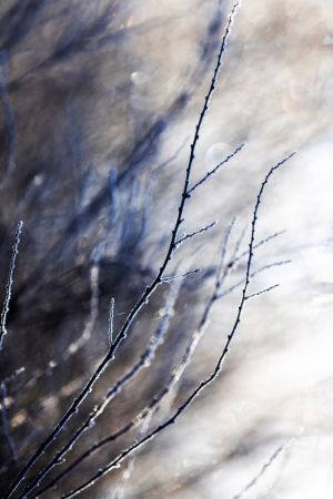 A Winter Morning 7 018a4832