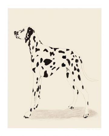 Pandc Dalmation