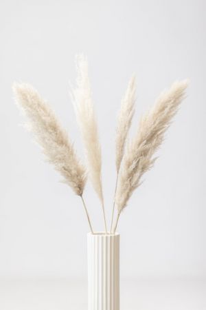 Pampas Grass Grey 09