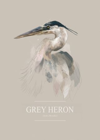 Grey Heron