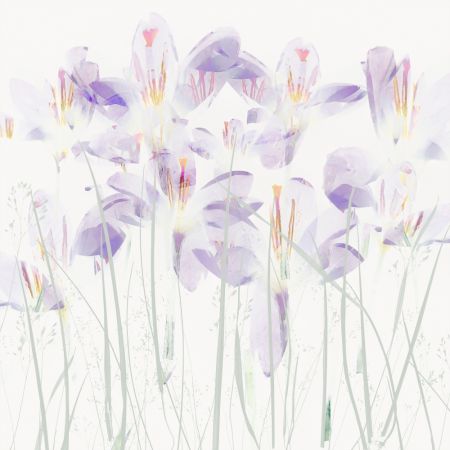 Crocuses in the grass