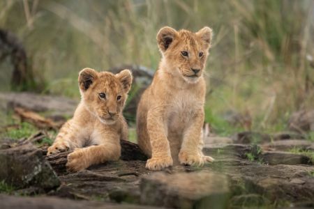 Little lion cubs