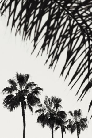 Palm_006