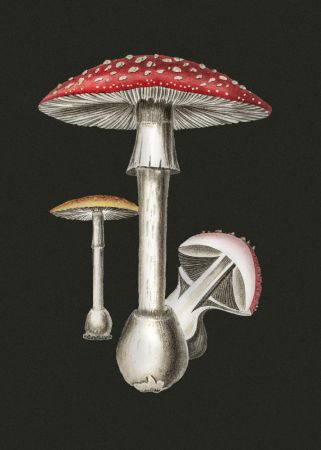Amanita Muscaria Dark Background