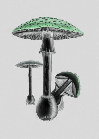 Amanita Muscaria White Background Green