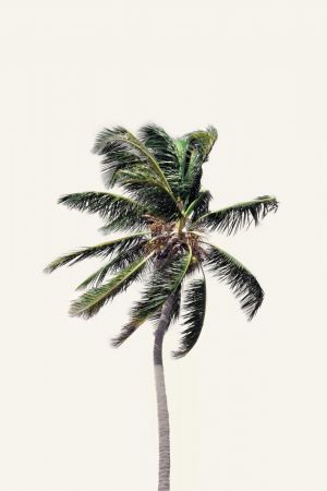 Windy Palm Tree