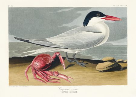 Cayenne Tern From Birds of America (1827)