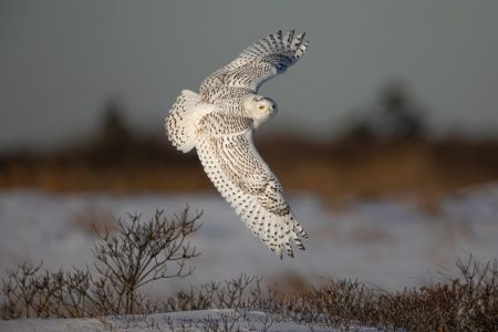 Snowy Owl