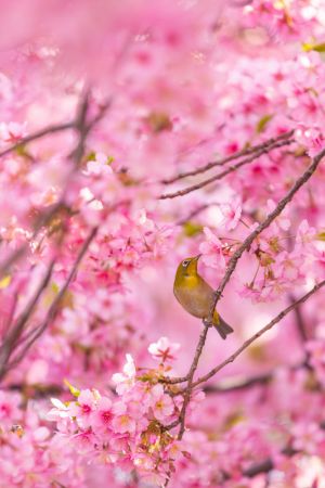 cherry blossoms and bird