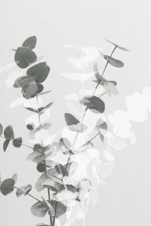 Eucalyptus Creative 08