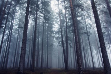Mysterious foggy forest.