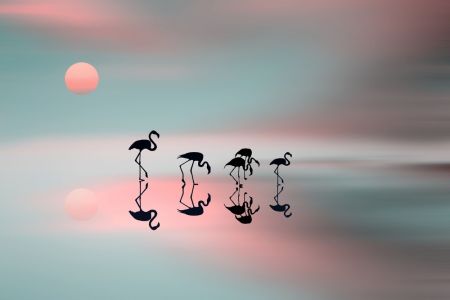 Family flamingos.