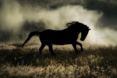  a short story about the morning glory