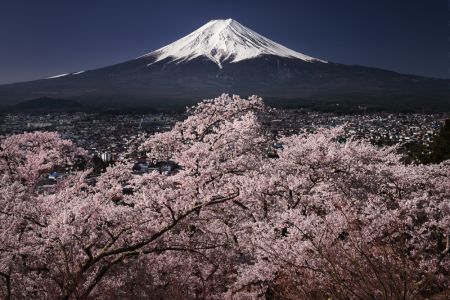 Fujiyama & Sakura