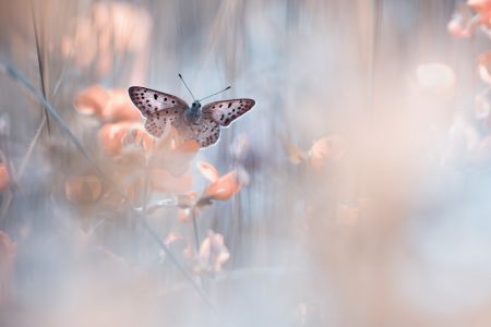 Dakinis are watching over us