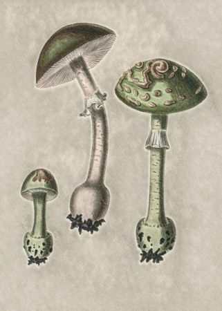 Amanita Muscaria Remix Green