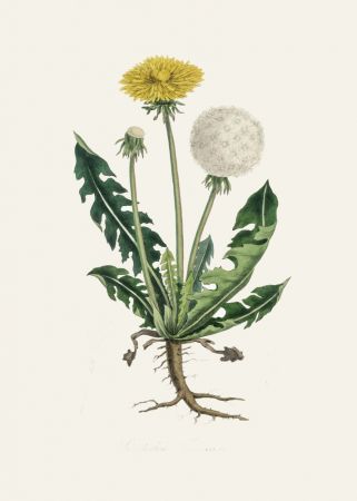 Leontodon Taraxacuma Medical Botany