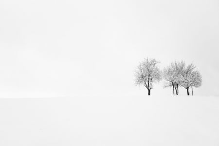 tree and silence