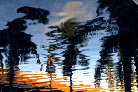 Palm Reflections