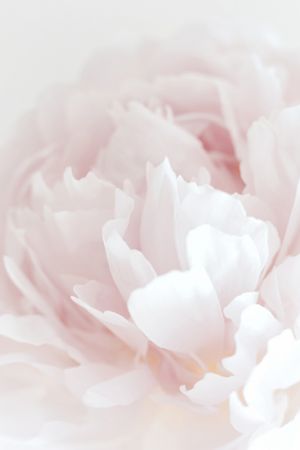 Peony 05