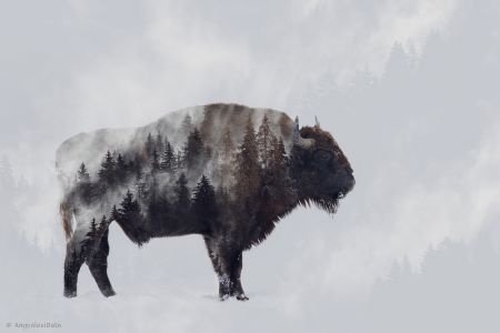 Bison - Double Exposure