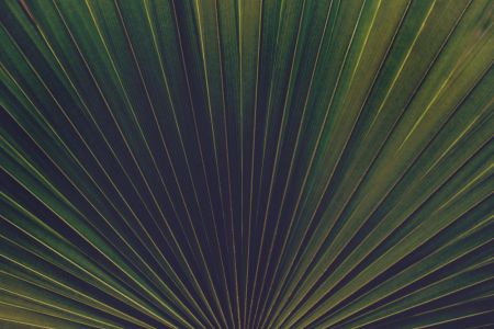 Palm Textures