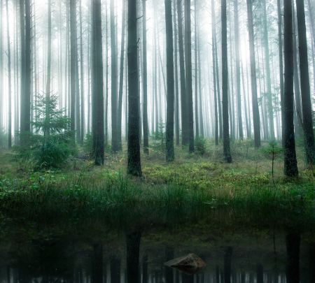 Lake in forest