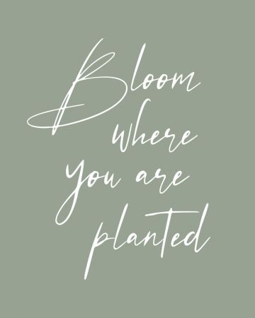 Bloom