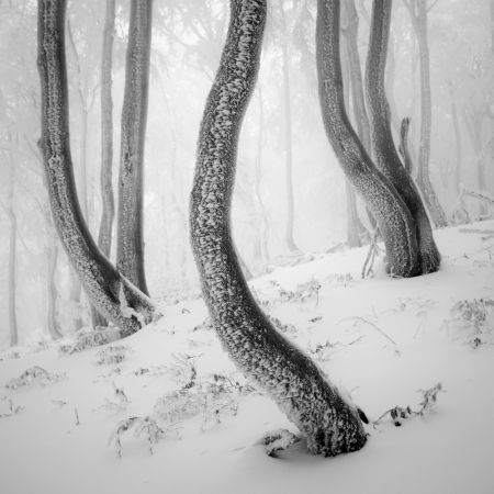 Frozen Forest